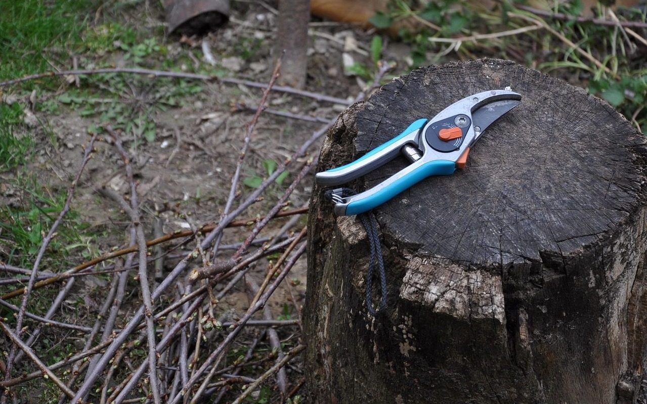 pruning, shearing scissors, gardening, vine, chump, gray gardening, pruning, pruning, pruning, pruning, pruning